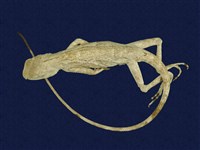 藏品(斯文豪氏攀蜥)的圖片